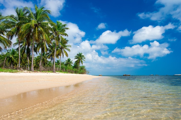 Tropikalna plaża z palmami i błękitną laguną