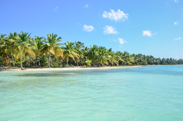 Tropikalna plaża z palmami i turkusowym morzem.