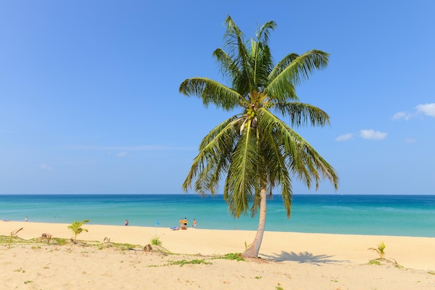 Tropikalna plaża z palmami kokosowymi i błękitnym niebem na plaży Karon Phuket Tajlandia