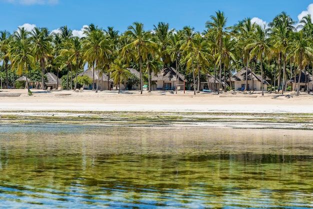 Tropikalna plaża z palmami kokosowymi na wyspie Zanzibar Tanzania Afryka Koncepcja podróży i wakacji