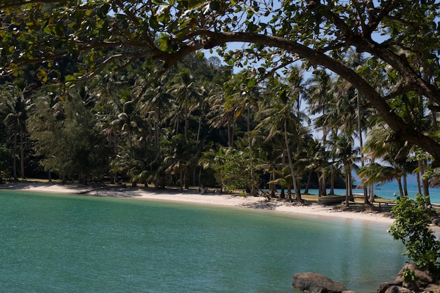 Zdjęcie tropikalna plaża z palmami kokosowymi