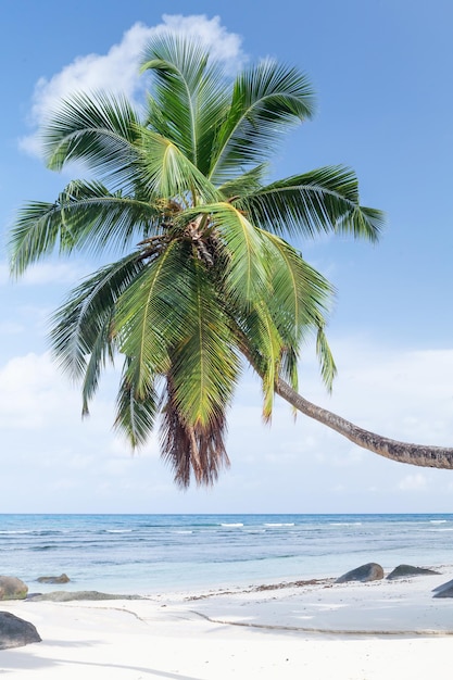 tropikalna plaża z palmami