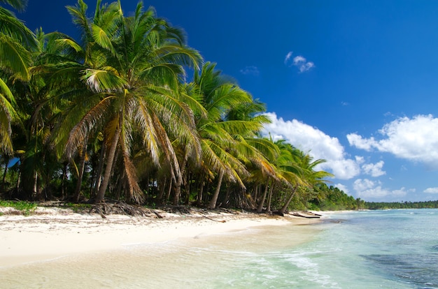 Tropikalna plaża z palmami