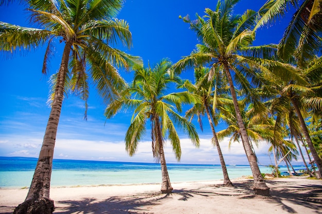 Tropikalna plaża z pięknymi palmami i białym piaskiem, Filipiny