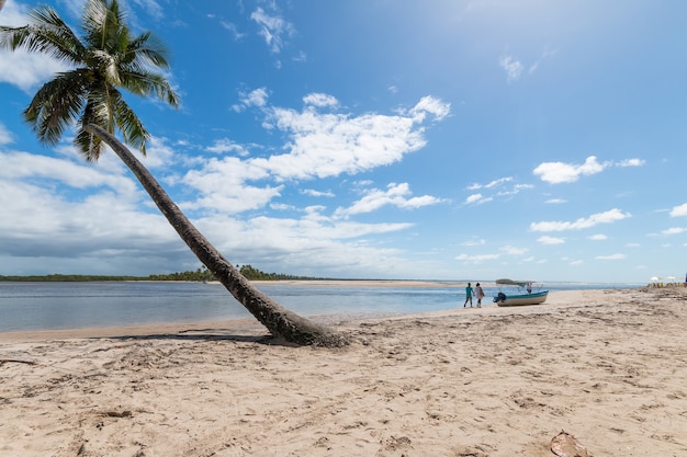 Tropikalna plaża z pochyłymi palmami kokosowymi na wyspie Boipeba Bahia w Brazylii.