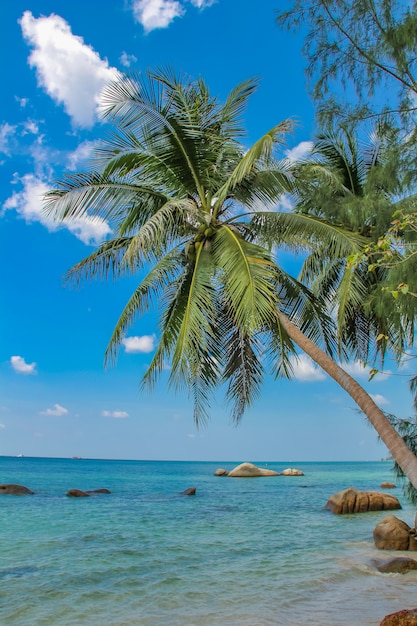 Tropikalna plaża