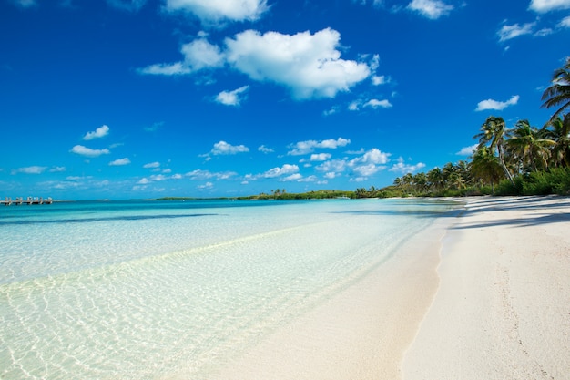 Tropikalna pusta plaża z palmami