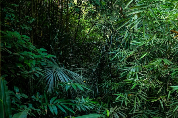 Tropikalna roślina z zielonymi liśćmi bali