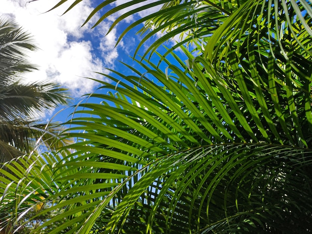 Tropikalna roślinność tło z zielonymi liśćmi pod błękitnym niebem