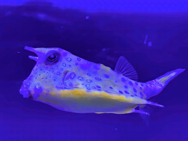 Tropikalna ryba Lactoria Cornuta Żółta tropikalna ryba w akwarium na niebieskim tle Makro-ryba zbliżenie Niedorzeczna egzotyczna ryba koralowa Rogaty boxfish tropikalny zabawny