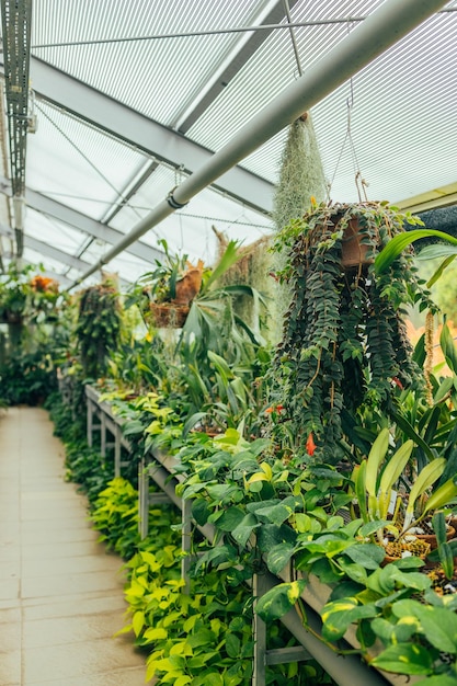 Tropikalna szklarnia szklarniowa z wiecznie zielonymi roślinami egzotyczne palmy paprocie w słoneczny dzień z pięknym światłem Różne palmy w ogrodzie botanicznym