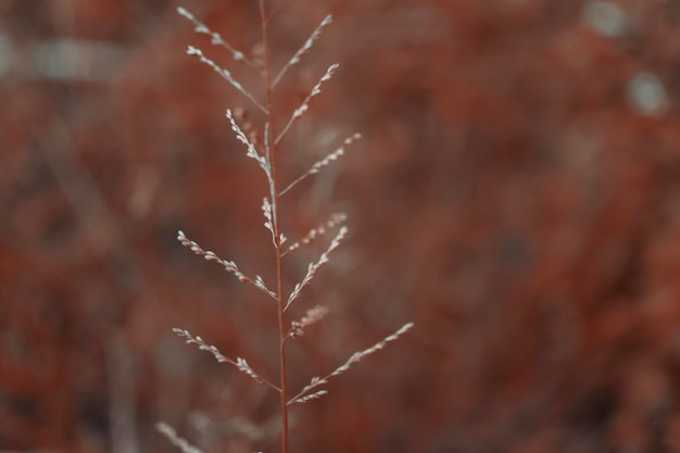 Tropikalna trawa kwiat kwitnąca wiosna natura tapety tło