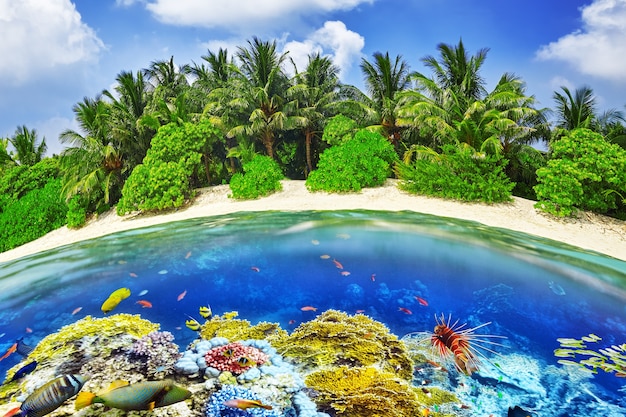 Tropikalna wyspa i podwodny świat na Malediwach. Wyspa Thoddoo.