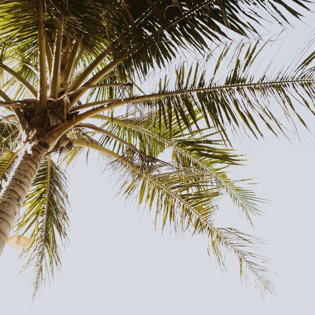 Tropikalna zielona palma na pięknej plaży z błękitnym morzem