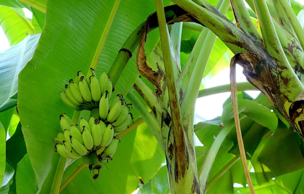 Tropikalne drzewo bananowe z kiścią niedojrzałych owoców na wsi w Tajlandii