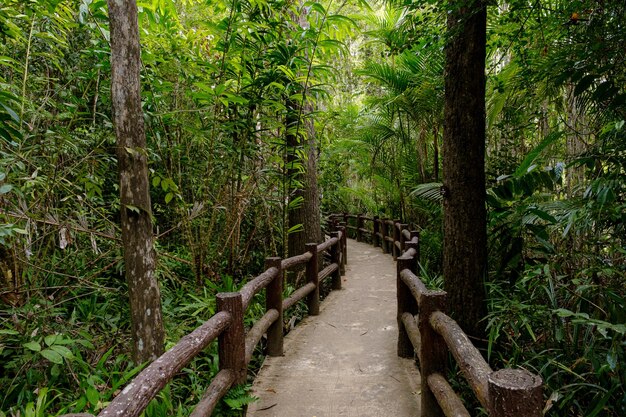 Tropikalne dżungle Azji Południowo-Wschodniej zimą Tajlandia
