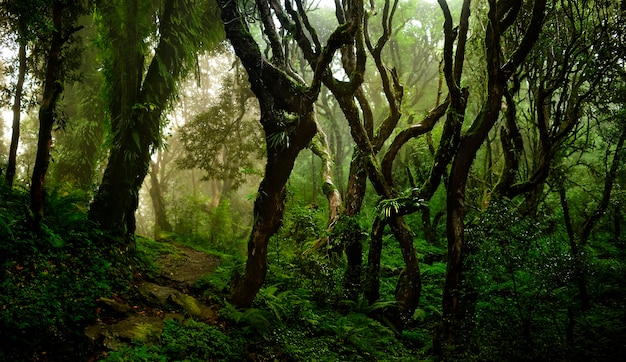 Tropikalne dżungle Azji Południowo-Wschodniej