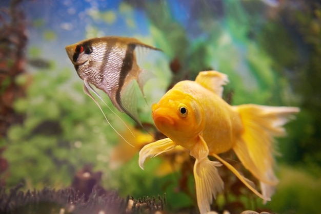 Tropikalne kolorowe ryby pływające w akwarium z roślinami