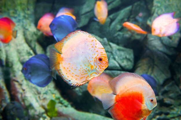 Tropikalne kolorowe ryby Symphysodon w akwarium jako tło podwodnego życia morskiego przyrody