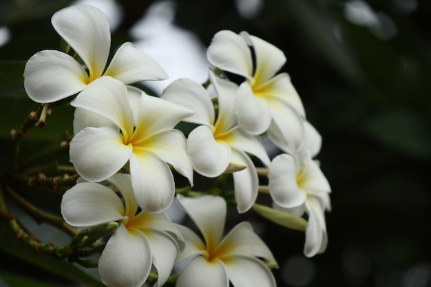 Tropikalne kwiaty białe frangipani