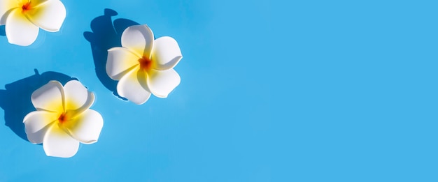 Tropikalne kwiaty frangipani na niebieskim tle wody. Widok z góry, układ płaski. Transparent.