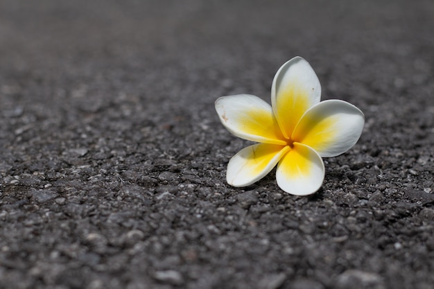 Tropikalne Kwiaty Frangipani (plumeria) Almeria Na Ziemi