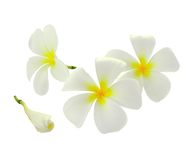 Tropikalne kwiaty frangipani plumeria izolowane na białym tle