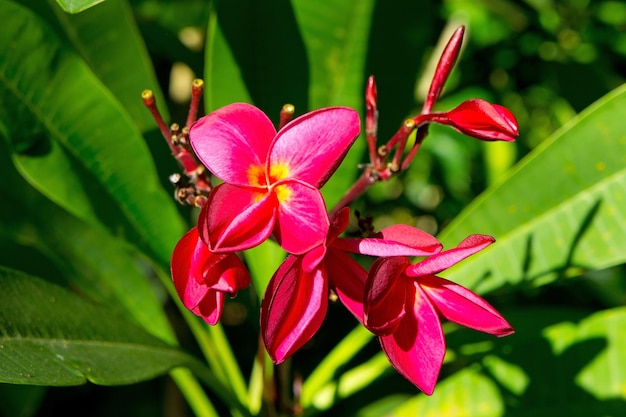 Tropikalne kwiaty frangipani