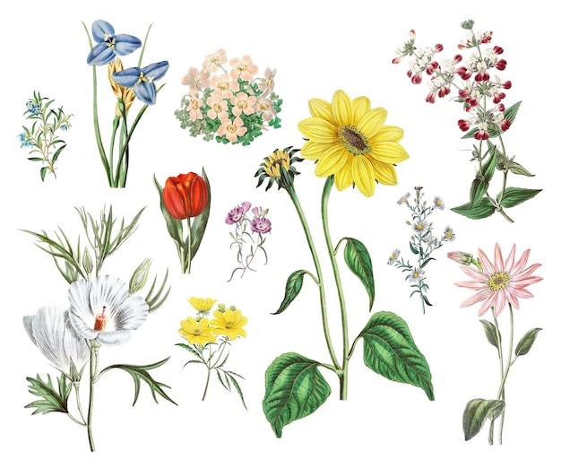 Tropikalne kwiaty psd botaniczny vintage zestaw ilustracji