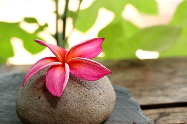 Tropikalne kwiaty różowe frangipani