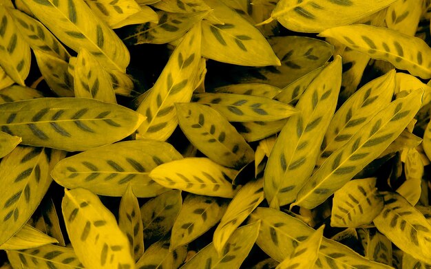 tropikalne liście abstrakcyjne zielone liście tekstura tło natura