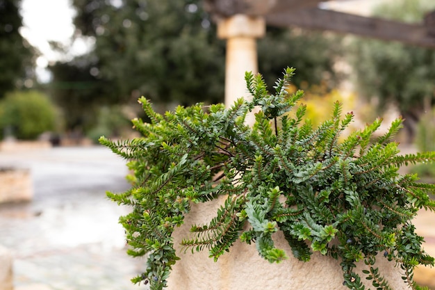 Tropikalne Liście Botaniczne Naturalne Tło