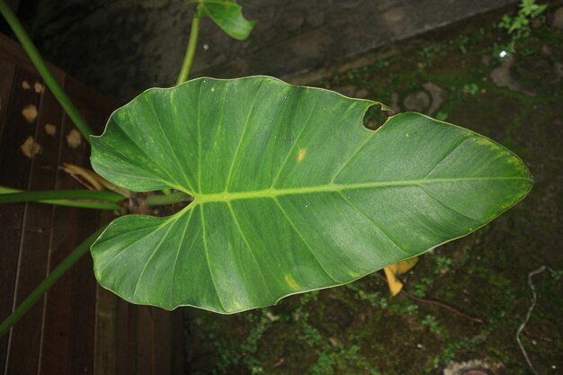 Tropikalne liście. Gigantyczne liście taro. Bliska Liście ucha słonia na tle. Tropikalny zielony banan