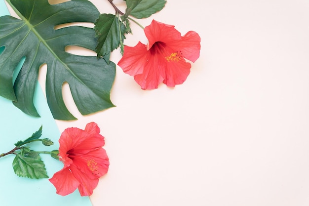 Tropikalne liście i czerwone hibiskus letnie minimalne tło z miejscem na tekst Widok w stylu Flatlay z góry