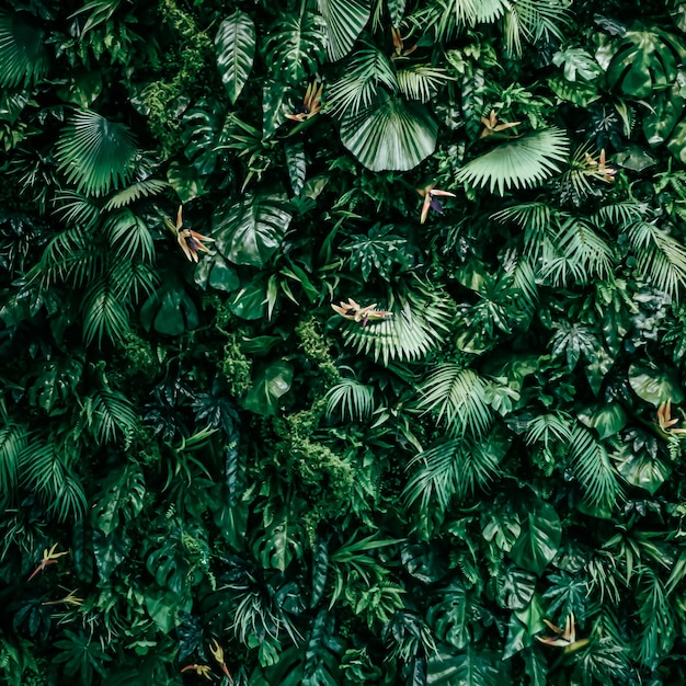 Tropikalne Liście Jako Tło Natury I środowiska Ogród Botaniczny I Kwiatowy Tło Roślina Gr...