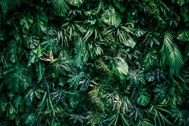 Tropikalne liście jako tło natury i środowiska ogród botaniczny i kwiatowy tło roślinne gr...