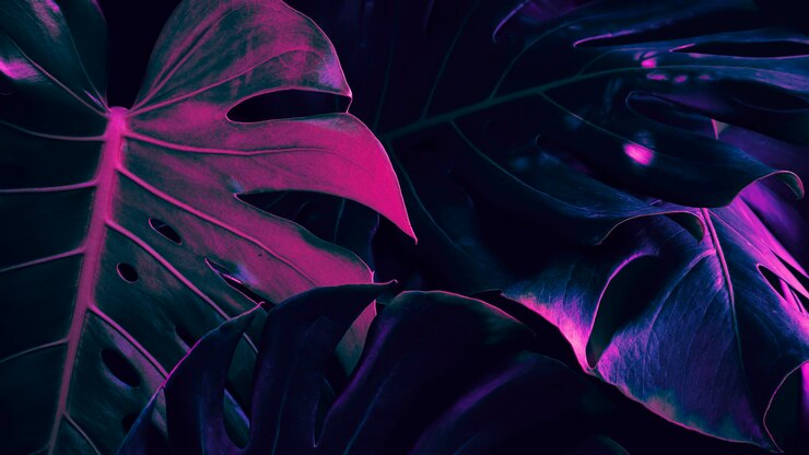 Tropikalne liście monstera roślin tło