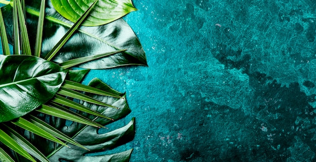 Zdjęcie tropikalne liście na turkusowym tle łupków