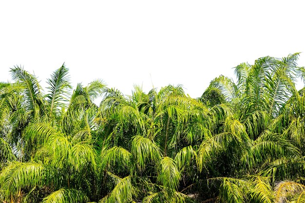 tropikalne liście palmowe i jasne tło nieba