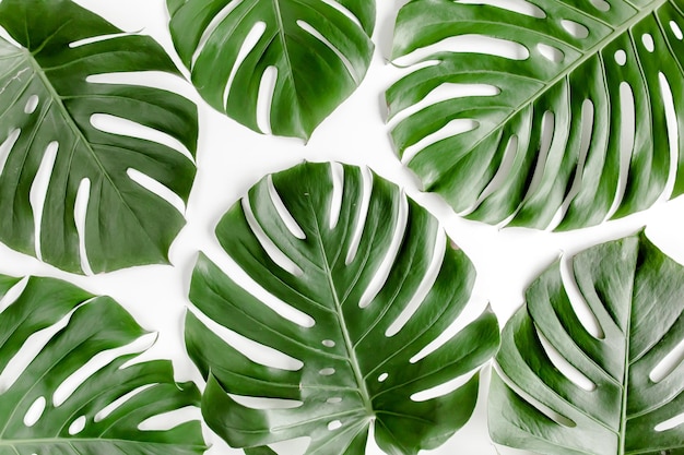 Tropikalne liście palmowe monstera na białym tle płasko leżał widok z góry