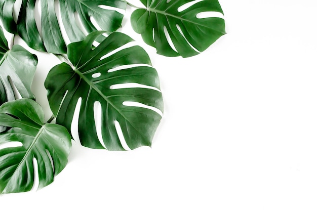 Tropikalne liście palmowe monstera na białym tle płasko leżał widok z góry