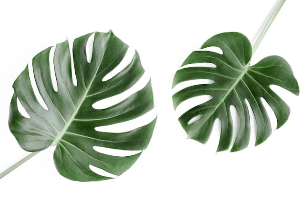 Tropikalne liście palmowe Monstera na białym tle