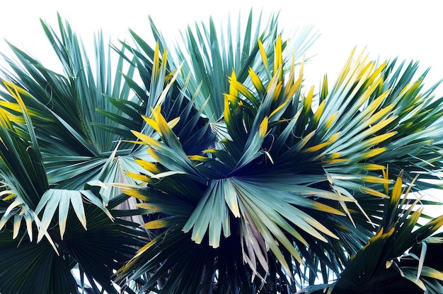 Tropikalne liście palmowe na modnym pastelowo-różowym tle