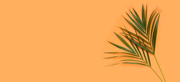 Tropikalne liście palmowe na pomarańczowym tle. Letnia koncepcja tła