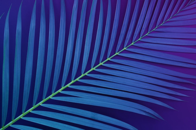 Tropikalne Liście Palmowe O Egzotycznym Kolorze. Natura Desigh Tło.