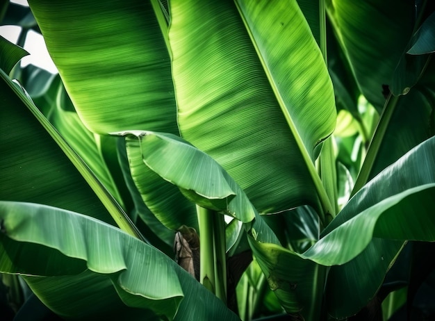Tropikalne liście palmowe w tle Ilustracja AI GenerativexA
