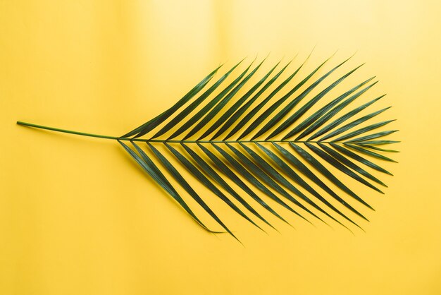 Tropikalne liście palmowe z miejsca kopiowania