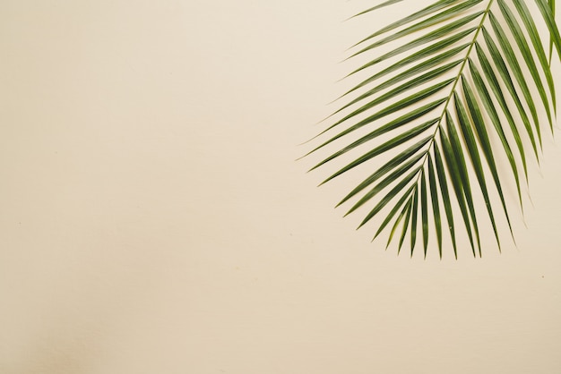 Tropikalne liście palmowe z miejsca kopiowania