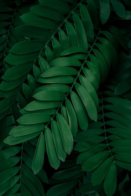 tropikalne liście streszczenie zielone liście tekstura tło natura