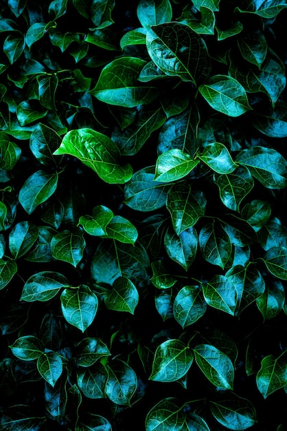 Zdjęcie tropikalne liście streszczenie zielone liście tekstura tło natura